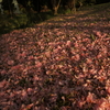 桜の花びら