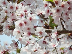 竹生島の桜