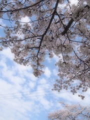 桜 2015