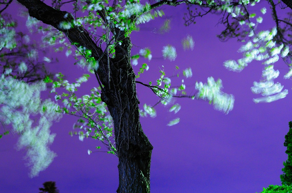 桜乱舞