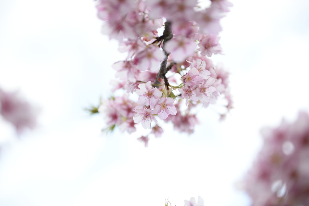 河津桜