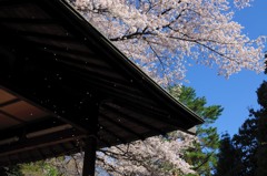 愛宕の桜