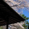 愛宕の桜