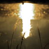 withered silver grass