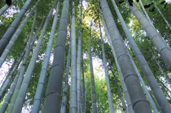 竹寺