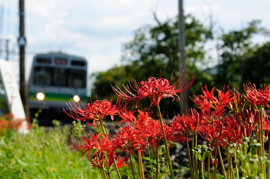 chichibu train