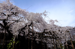 浦和　玉蔵院の枝垂れ桜２