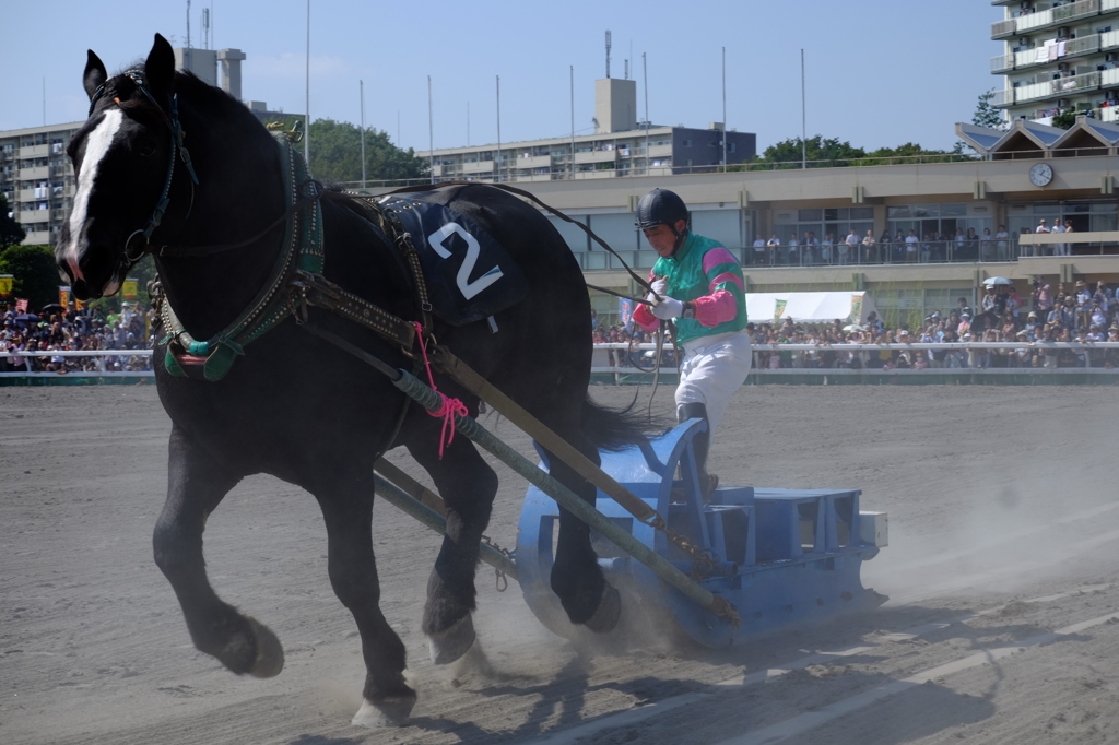 ばんえい競馬