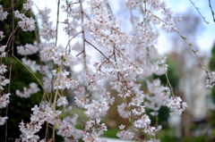 浦和　玉蔵院の枝垂れ桜4