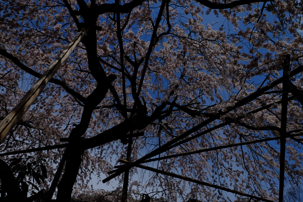 浦和　玉蔵院の枝垂れ桜