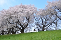 桜散歩