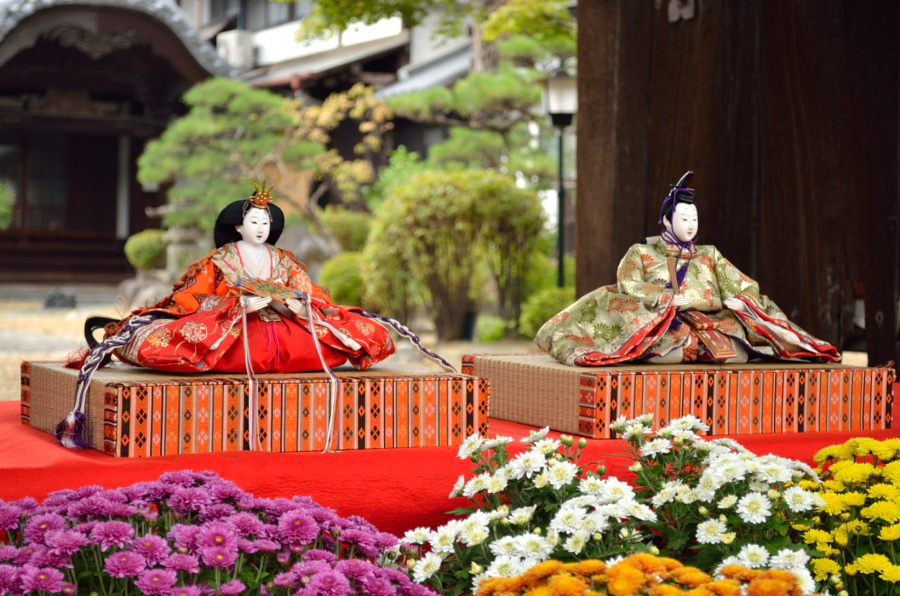 菊雛