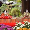 菊雛