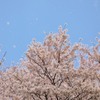 舞う
