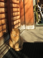 ひなた