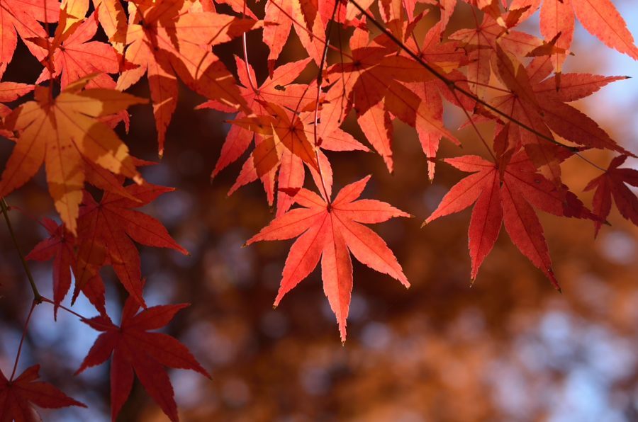 紅く