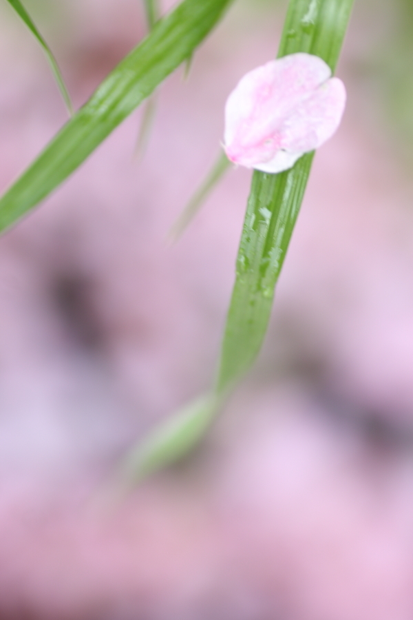 雨の悪戯