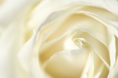 milky rose