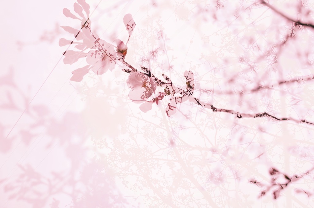 桜が咲き始めた日は小雨。。。