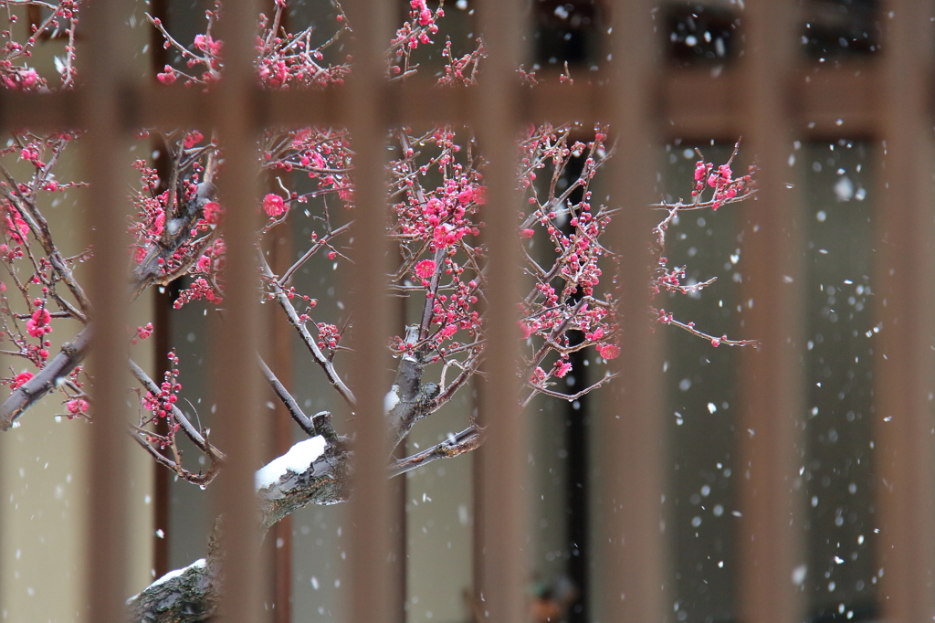 春雪