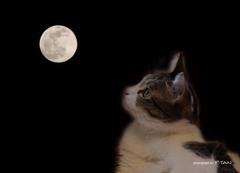 お月見猫
