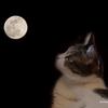 お月見猫