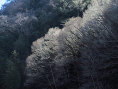 冬