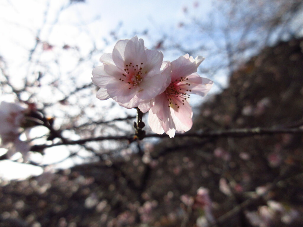 冬桜