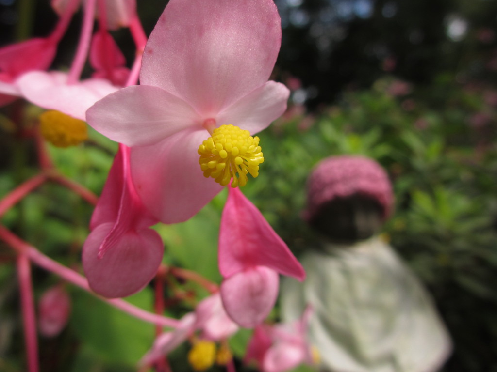 秋海棠とお地蔵さん