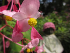 秋海棠とお地蔵さん
