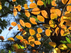 紅葉