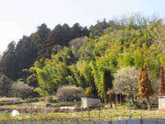 里の竹林