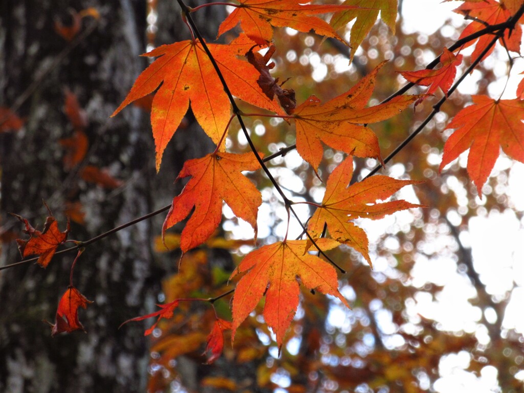 紅葉
