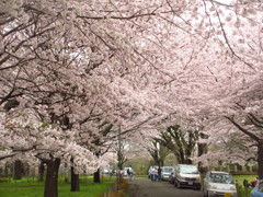 桜並木