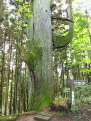 腰掛け杉