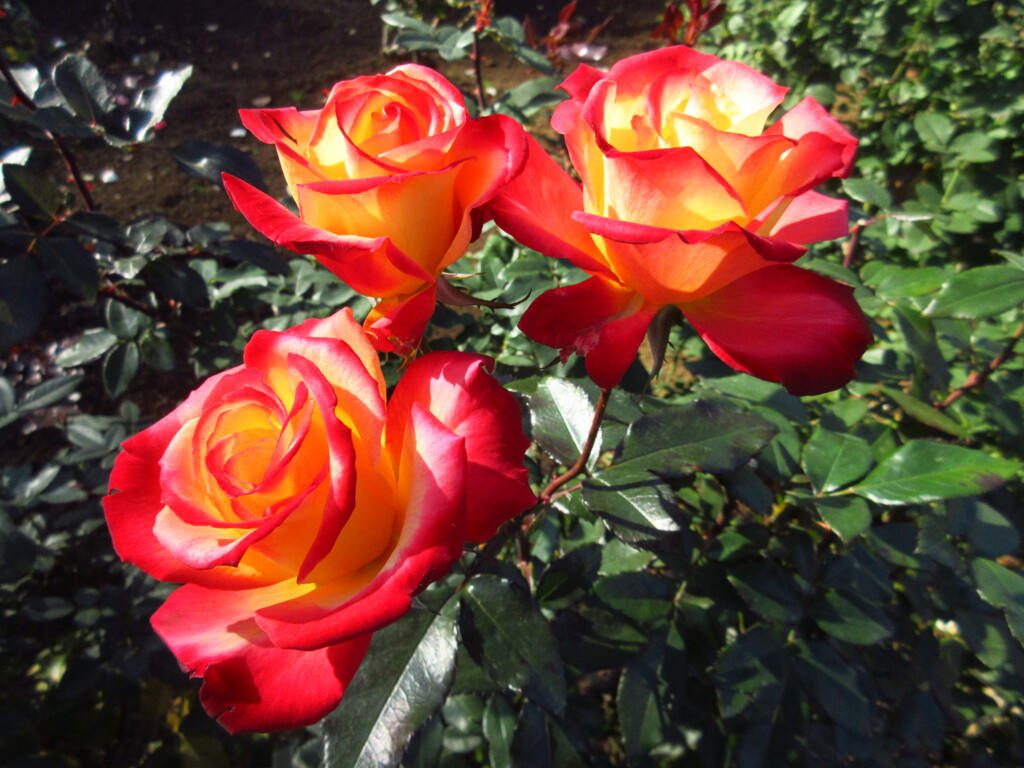 チャールストン