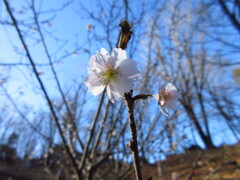 冬桜