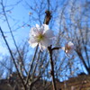 冬桜