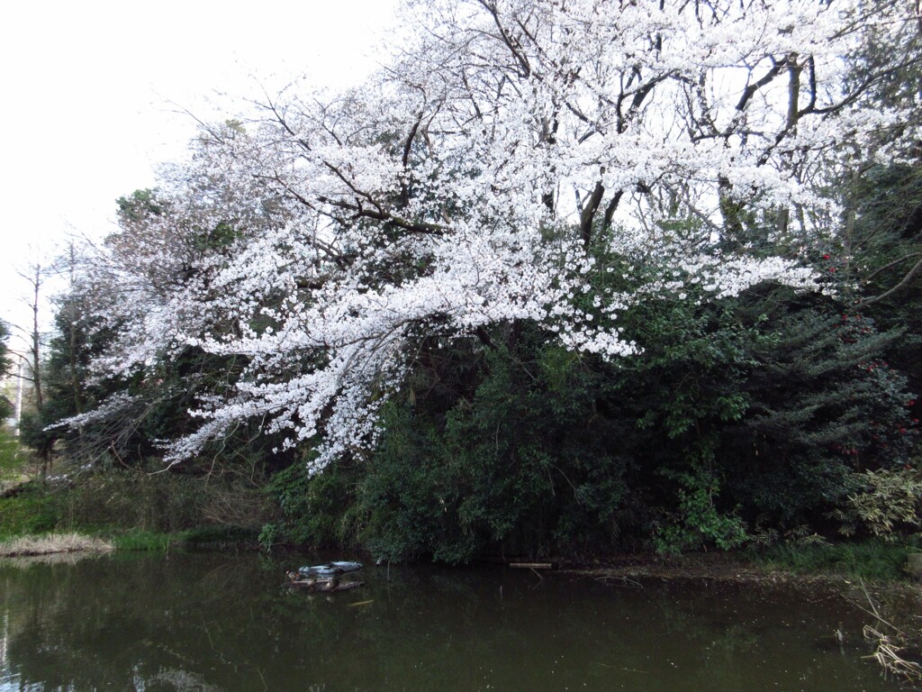 満開