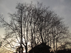 木蓮のシルエット