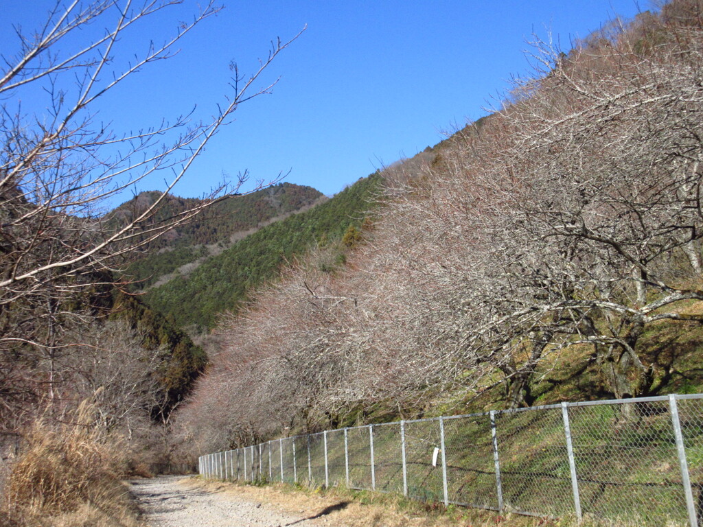 一月の梅林
