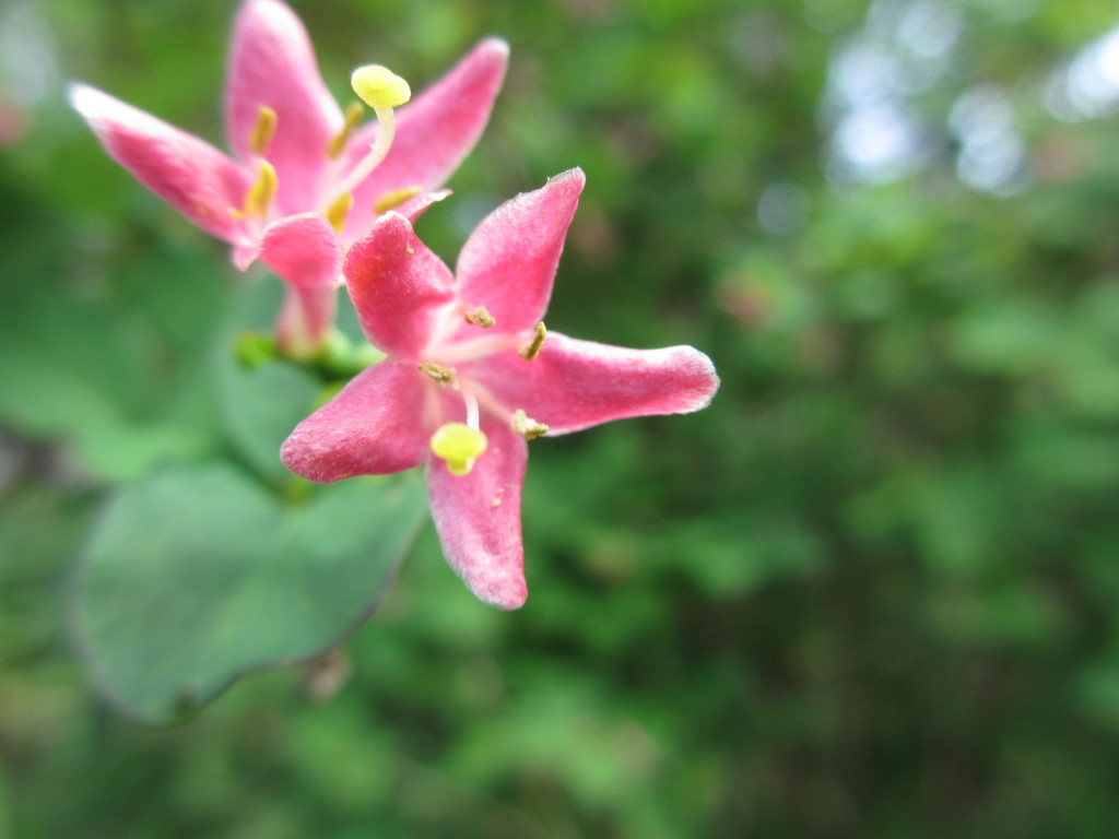 ウグイスカグラ