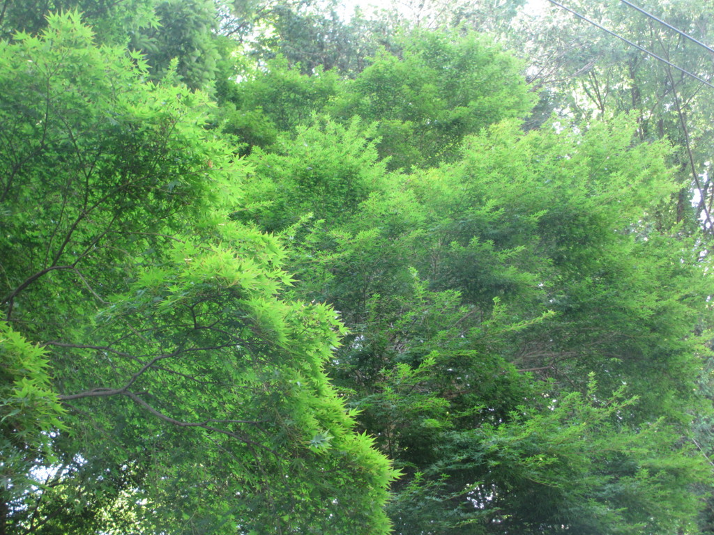 モミジがいっぱい