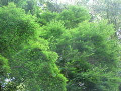 モミジがいっぱい