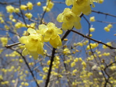 ソシンロウバイ