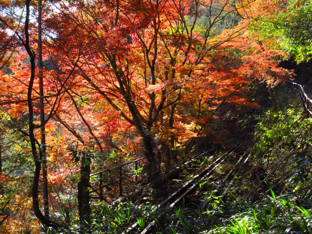 廃線跡と紅葉