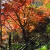 廃線跡と紅葉