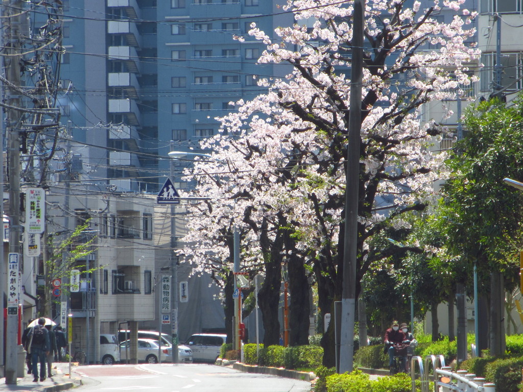 桜並木