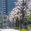 桜並木