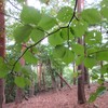 山道にて